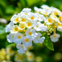 White Lantana Plants Live 4 to 9 Inches Tall, Lantana Flower for Outdoor Growth