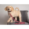 thumbnail image 3 of Miami Heat Pet Leash by Pets First - Large, 3 of 3