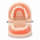 thumbnail image 1 of Children's Early Education Educational Toys, Dental Tooth Model Teaching Model Denture Model Oral Equipment Material Dental Tools (1 Pack), 1 of 5