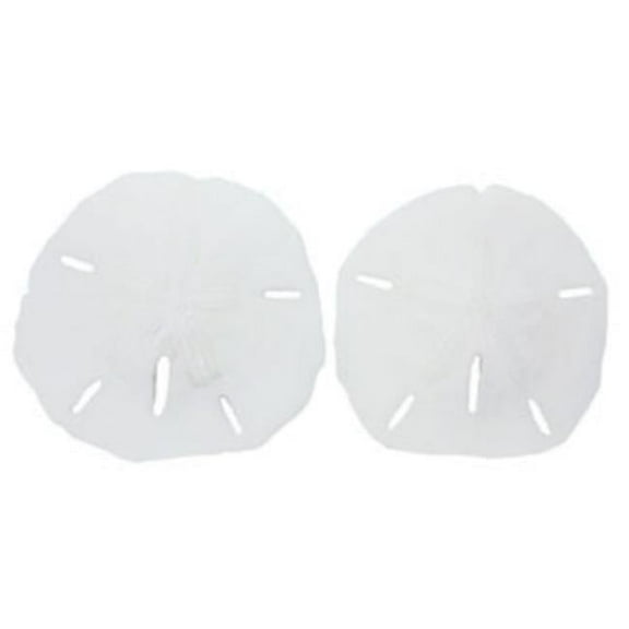 U.S. Shell 08005 1.25 in. Keyhole Sanddollar - 25 Piece