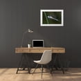 thumbnail image 3 of Talbot Frank, Christopher 18x13 White Modern Wood Framed Museum Art Print Titled - CA, Mission Trails regional Park Blue Dragonfly, 3 of 4