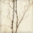 thumbnail image 2 of Winter Trees II Poster Print by Amy Melious (12 x 12), 2 of 2