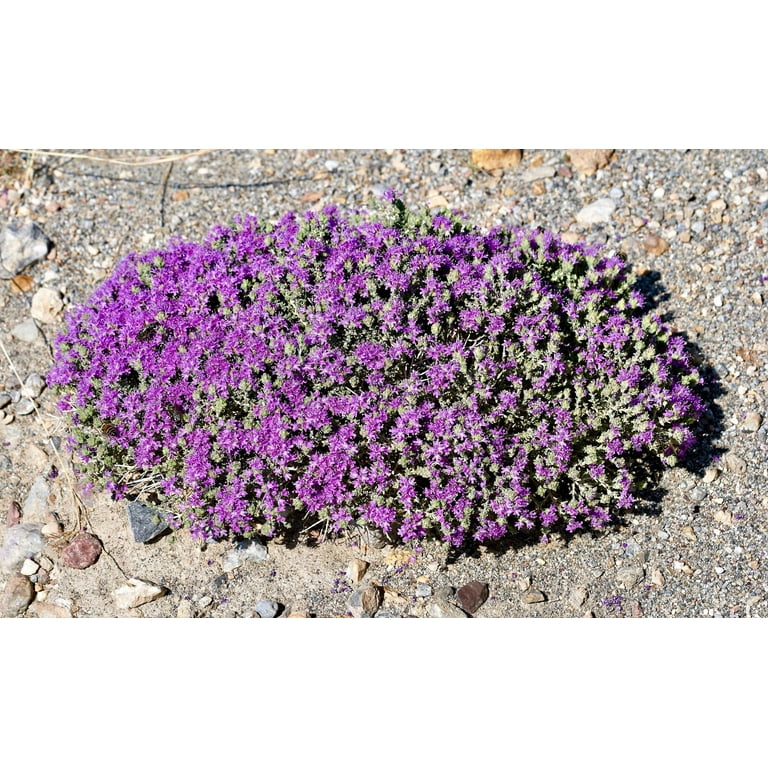 Thyme  1845.png?width=547&etag=