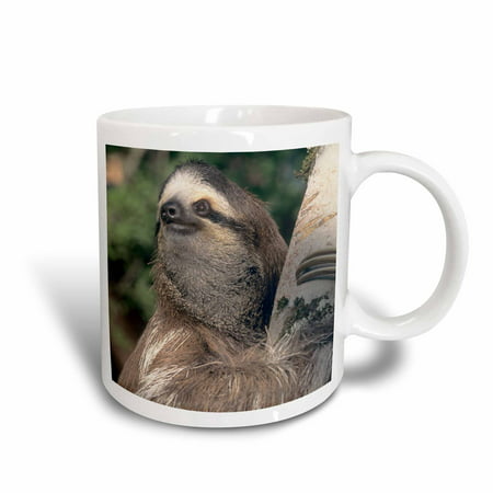 3dRose Three-toed Sloth wildlife, Costa Rica - SA22 KSC0126 - Kevin Schafer, Ceramic Mug,
