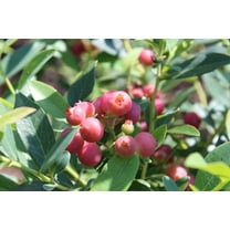 Pink Lemonade Blueberry - Live Plant - ( 1 QT )