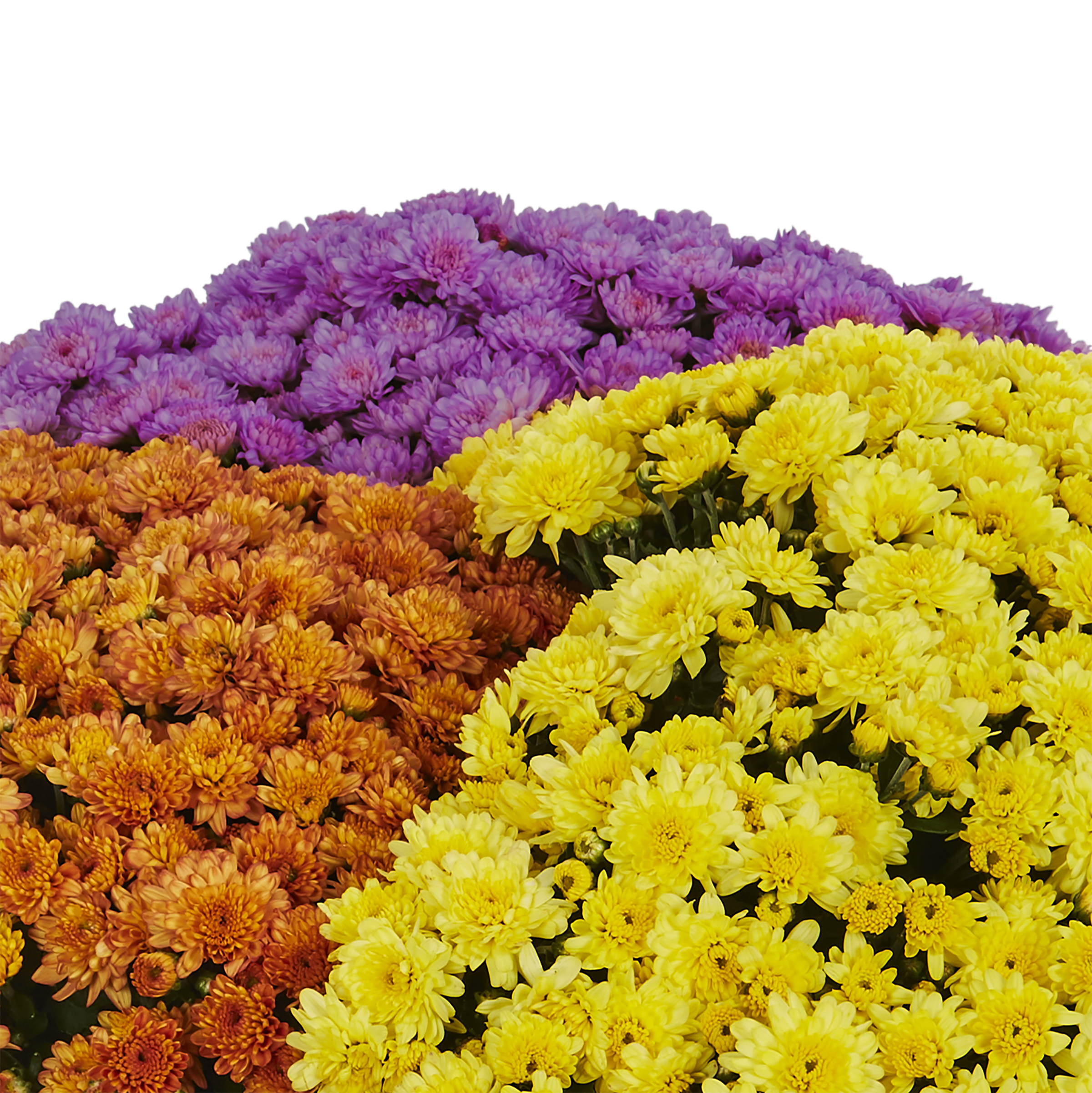 Better Homes & Gardens 1.5G Orange Purple Yellow Garden Mum Live Plant Containers Made Easy Pot Sun