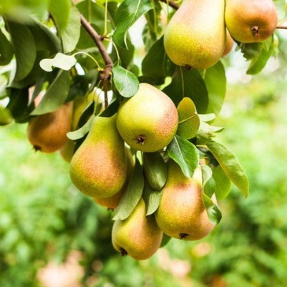 Expert Gardener 2-3 ft tall Baldwin European Pear Live Tree in 5-Gallon Grower Pot