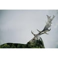 thumbnail image 3 of Beata, Angyalosi 14x11 Black Modern Framed Museum Art Print Titled - Antler Double-Exposed, 3 of 5