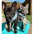 thumbnail image 6 of Frenchiestore Reversible Dog Health Harness | Pink StarPup, 6 of 12
