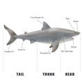 thumbnail image 2 of Mini Tudou Great White Shark Toy,11’’Realistic Sea Animal White Shark Figurine,Life-Like Ocean Organism Creature Cognitive Toy Figure,Best Collection Gift,Cake Topper for Ages 3+ Kids, 2 of 5