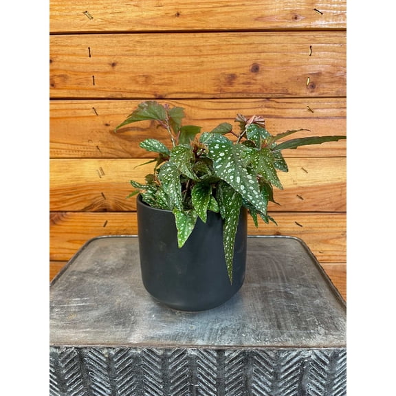 Begonia Angel Wing Medora, 4" Plant, The Plant Farm