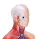 thumbnail image 3 of Modelo de torso humano de anatomía modelo de torso humano duradero y preciso de 28 cm para enseñanza de salud física para herramienta de enseñanza para hospitales para ANGGREK Otros, 3 of 8
