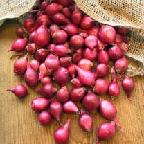TomorrowSeeds - Karmen Red Onion Sets (Bulbs) Seeds - 1 Pound - Variable Set Sizes - For 2026 Planting