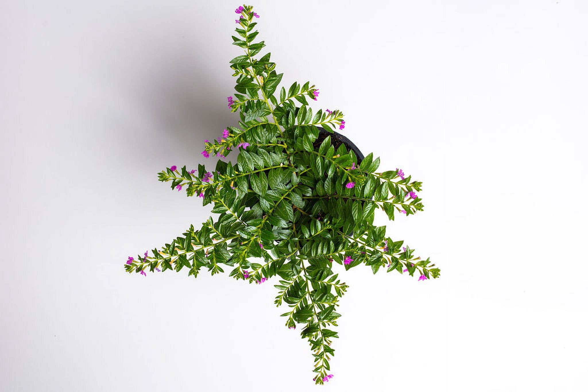 Better Homes & Gardens 1QT Mexican Heather Purple Annual Live Plant