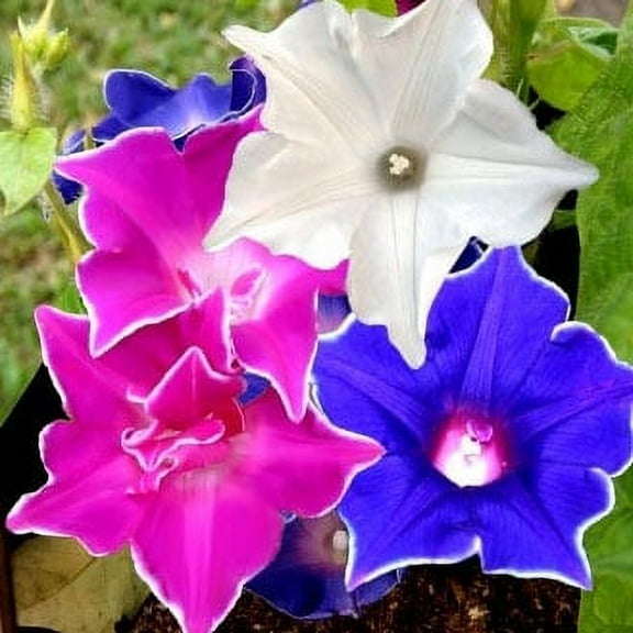 Eden Brothers Morning Glory Seeds - Kikyo-Zaki Mix, Non-GMO Seeds for Planting, Packet | Low-Maintenance Flower Seeds, Plant During Spring, Zones 1, 2, 3, 4, 5, 6, 7, 8, 9, 10