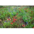 thumbnail image 2 of Ditto, Larry 32x23 Gold Ornate Wood Framed with Double Matting Museum Art Print Titled - Firewheels and Bluebonnets, 2 of 4