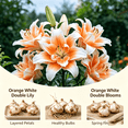 thumbnail image 2 of Lily Bulbs,Low Maintenance - Easy Grow - Ideal For Beds Borders, Plant Pots & Planters, 2 of 5