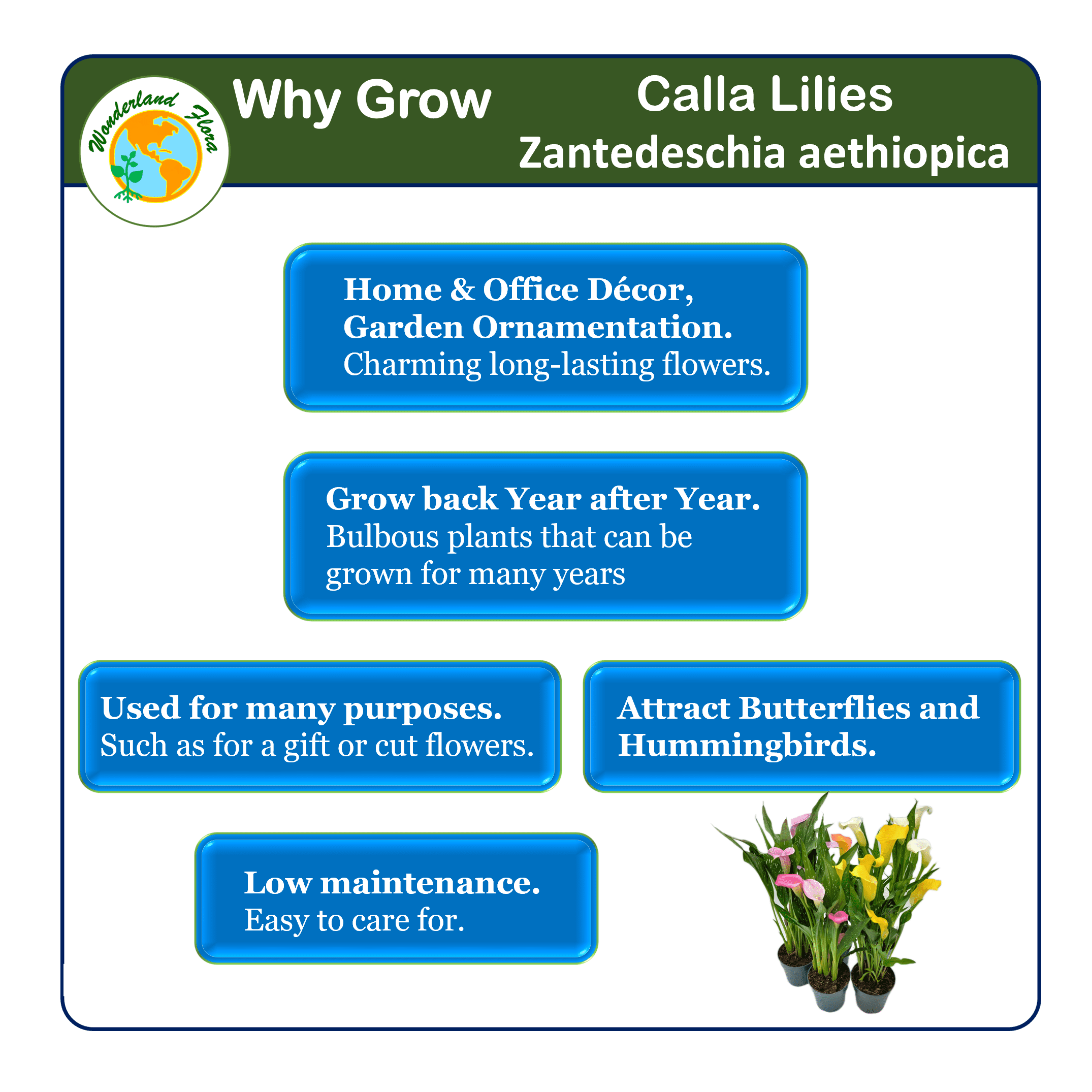 Wonderland Flora Calla Lily Live Plants in 4" Pots (2 Count)