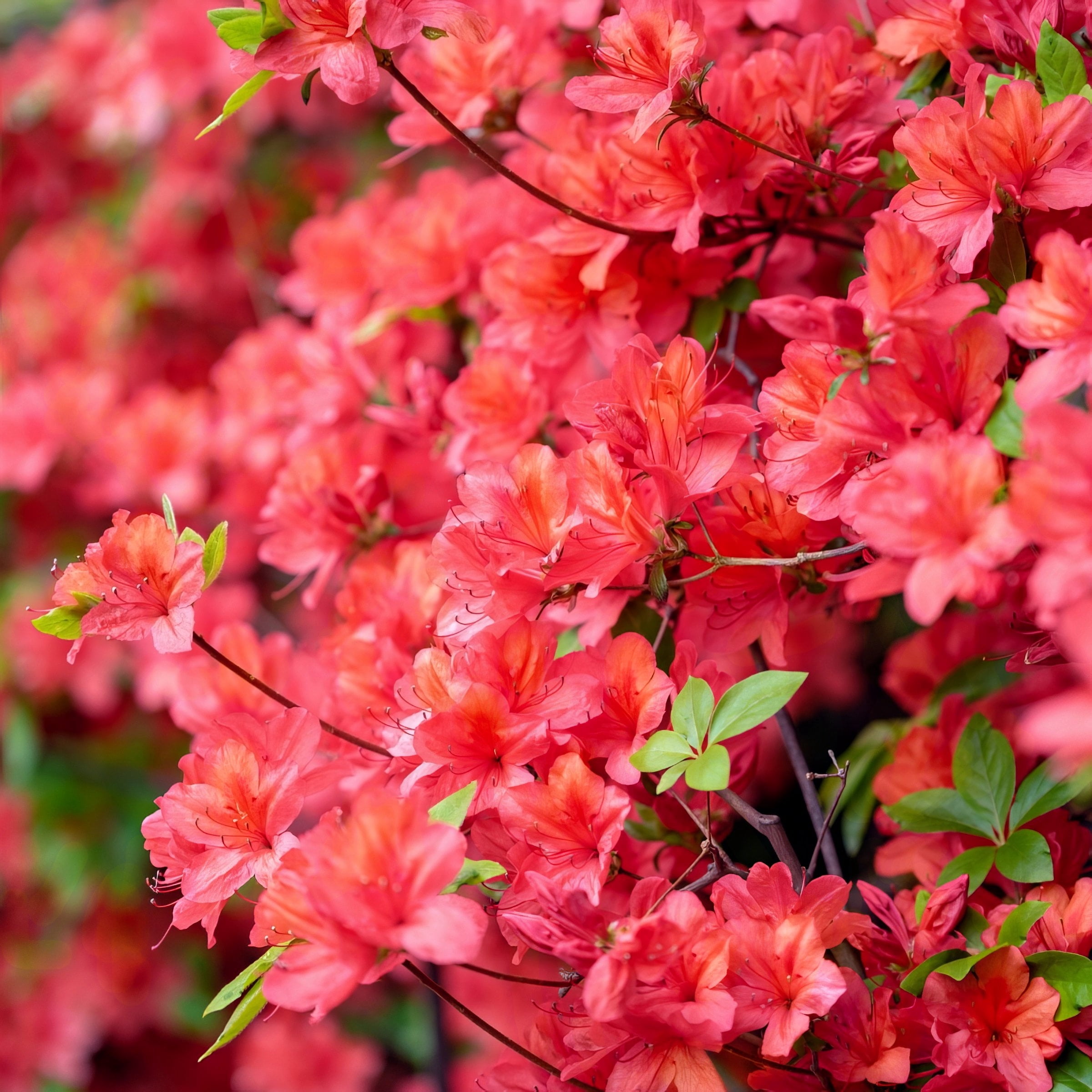 National Plant Network 3 gal. Native Azalea Jeb Stuart