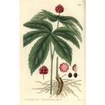 thumbnail image 2 of Goldenseal Or American Hydrastis Hydrastis Canadensis Poster Print By ?? Florilegius Mary Evans, 2 of 4