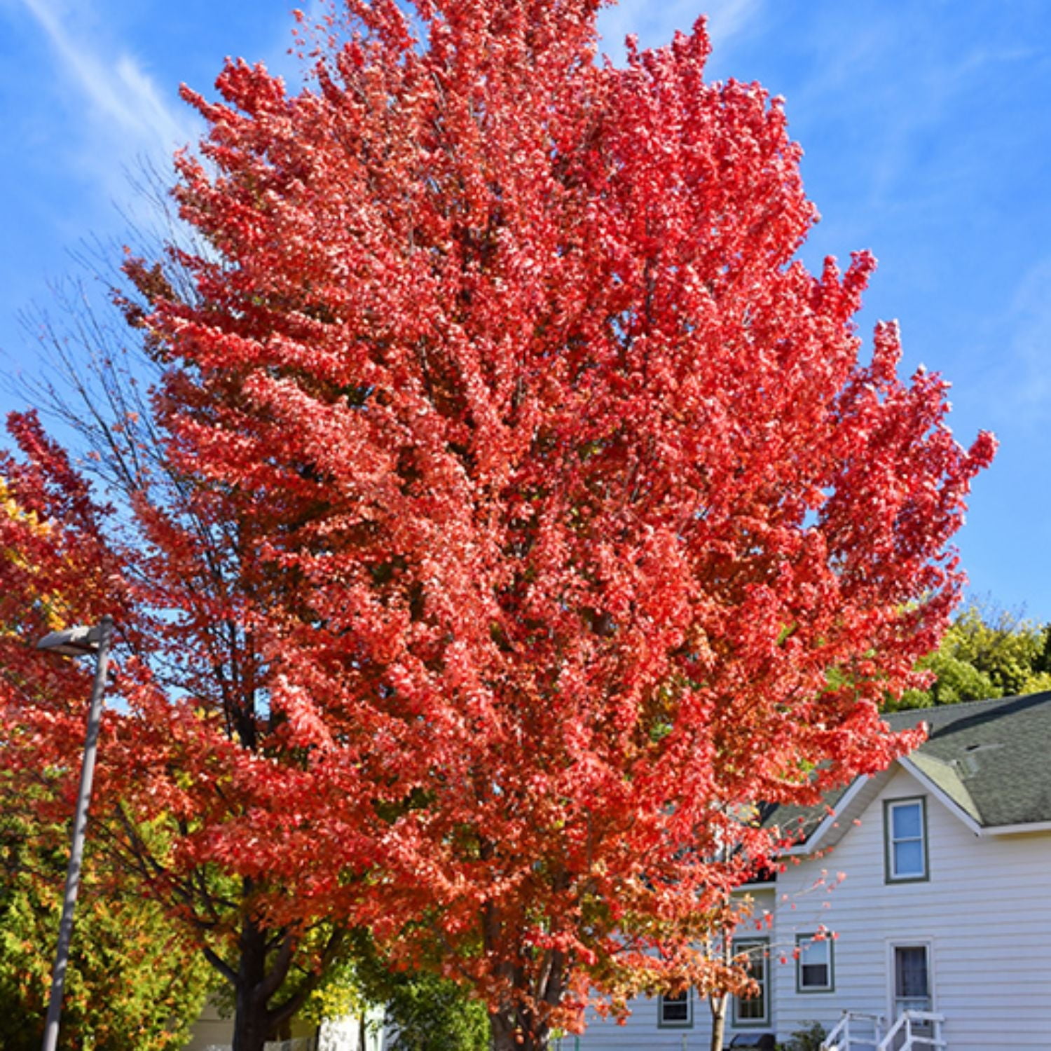 Expert Gardener 3-4 ft. tall Red Maple Live Tree in 7- Gallon Grower Pot