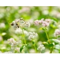 thumbnail image 6 of Organic Buckwheat Kasha, 1 Pound — Non-GMO, Kosher, Vegan — by Food to Live, 6 of 6