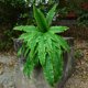 thumbnail image 5 of Hojas persas simuladas para colgar en la pared un gran manojo de plantas hojas de césped planta verde densa planta de helecho largo persa falso pared verde aproximadamente ANGGREK Otros, 5 of 5