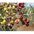 thumbnail image 5 of Arbequina Olive Tree  3 Live 4 Inch Pots  Grow Your Own Olives Indoors, 5 of 9
