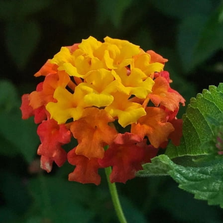 Set 2 Vibrant Orange Lantana Plants Live, 4 to 8 Inch Tall, Ground Cover Lantana Plant Perennials for Garden Planting