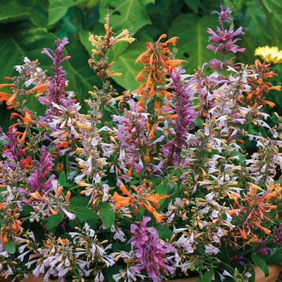 Agastache Aurantiaca Fragrant Delight Mexican Hyssop Flower Seed Mix - 200 Seeds