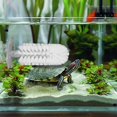 thumbnail image 2 of Brosse à Tortue avec Ventouse pour Réservoir, Jouets Tortue pour Accessoires de Réservoir Aquatique, Accessoires Tortue pour Réservoir, Grattoir Tortue pour Jouets Aquatiques Tortue, 2 of 4