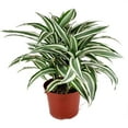thumbnail image 1 of Dracaena Warneckki (6"+ Minimalist Pot) - Best Air purifying Indoor Plant - Medium to Bright Light Houseplants - Houseplant for Home Office Decoration, 1 of 5