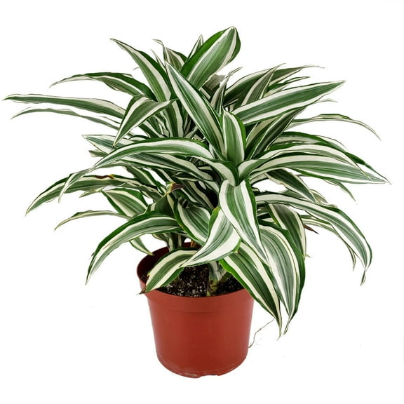 Dracaena Warneckki (4"  Grower Pot) - Best Air purifying Indoor Plant - Medium to Bright Light Houseplants - Houseplant for Home Office Decoration