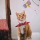 thumbnail image 5 of 2 uds puerta colgante que rebota gato juguete gatito mascota juguete lindo juguete, 5 of 5