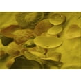 thumbnail image 1 of Ahgly Company Machine Washable Indoor Rectangle Transitional Dark Bronze Brown Area Rugs, 4' x 6', 1 of 7