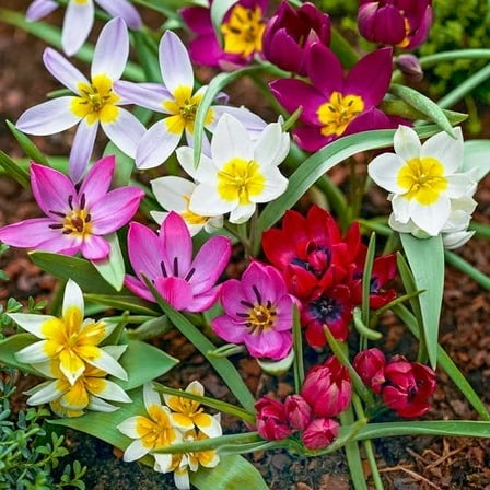 40 Deer Resistant Tulips Bulbs-Wildflower Mixture