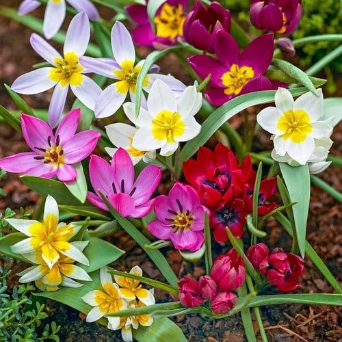 20 Deer Resistant Tulips Bulbs-Wildflower Mixture