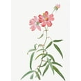 thumbnail image 2 of Pierre Joseph Redoute 4x14 White Modern Wood Framed Wall Art Titled - Peach Leafed Rose, Rosa longifolia, 2 of 5