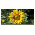 thumbnail image 2 of wall26 - 3 Piece Canvas Wall Art - Closeup of The Sunflower with a Bee - Modern Home Art Stretched and Framed Ready to Hang - 16"x24"x3 Panels, 2 of 4