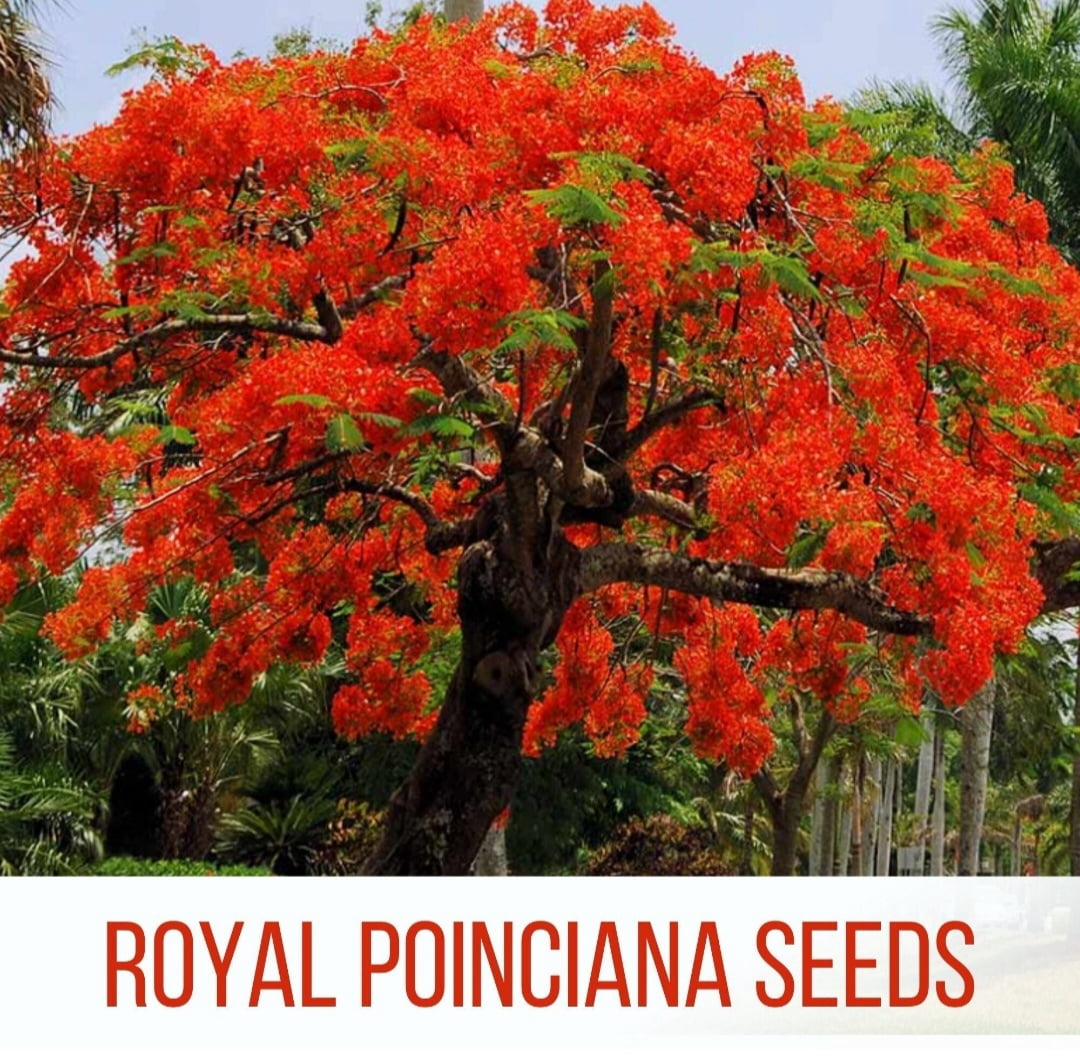 30 Delonix Regia Seeds Royal Poinciana Red Flame Flamboyant Tree