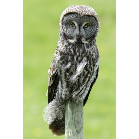 Owl Pic Art Great Grey Owl Water Valley Alberta Canada Canvas Art - Darwin Wiggett Design Pics (11 x 17) ()