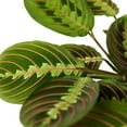 thumbnail image 5 of Maranta Red Prayer, 5 of 10
