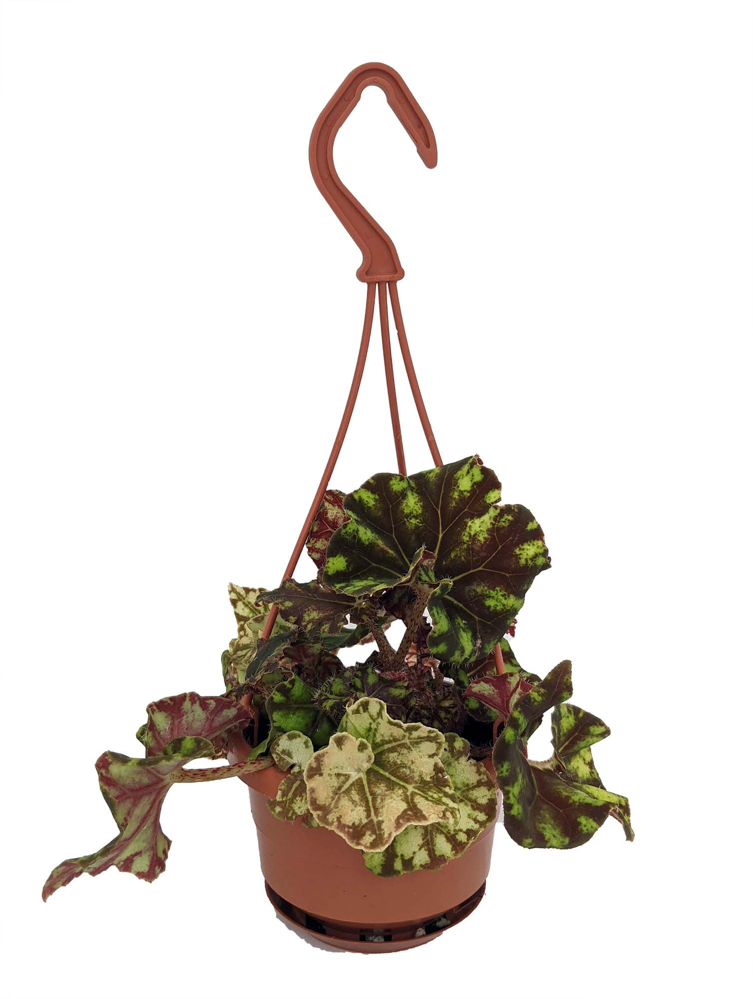 Zumba Rex Begonia Plant Magic Color Series 4" Mini Hanging Basket