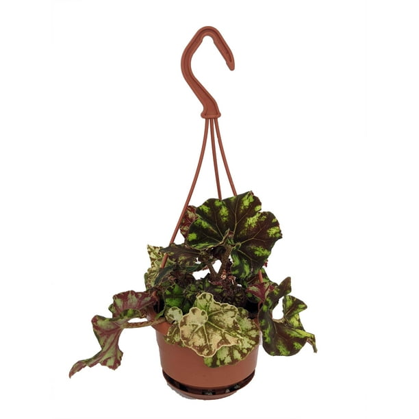 Zumba Rex Begonia Plant Magic Color Series 4" Mini Hanging Basket
