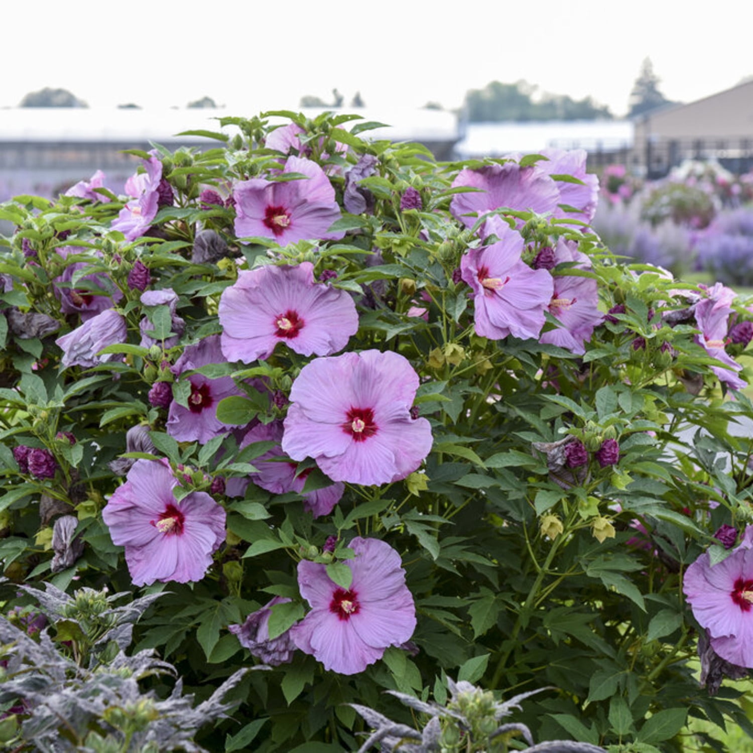 Proven Winners 18" Purple Summerific 'Lilac Crush' Rose Mallow Live Plant in 8.88" Pot