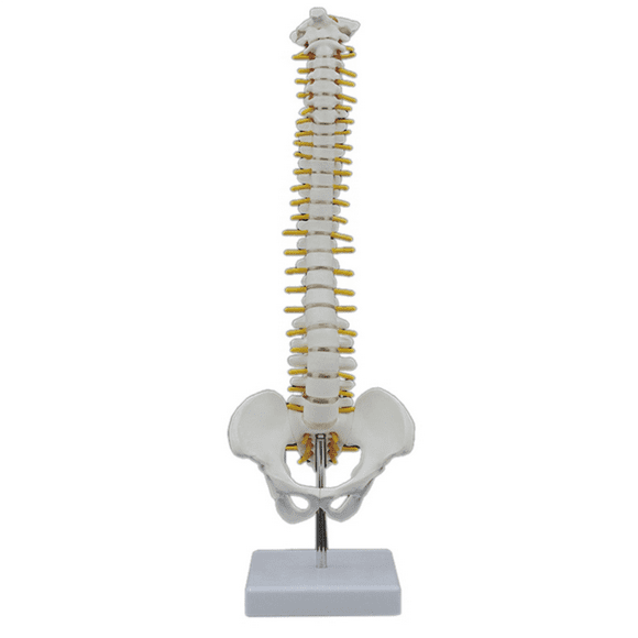3pcs 45CM Human Spine with Pelvic Model Human Anatomical Anatomy Spine Model Spinal Column Model+Stand Fexible