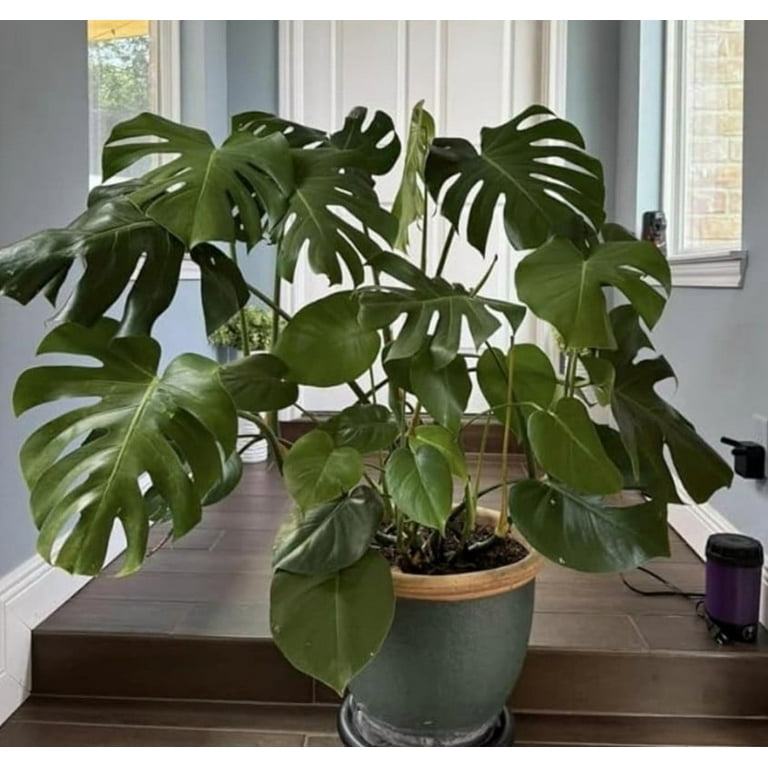 Monstera Deliciosa Plant 4-7" Tall for Planting, Split Leaf Philodendron,  Swiss Cheese Plant Starter Plant, Tropical Houseplant - Walmart.com