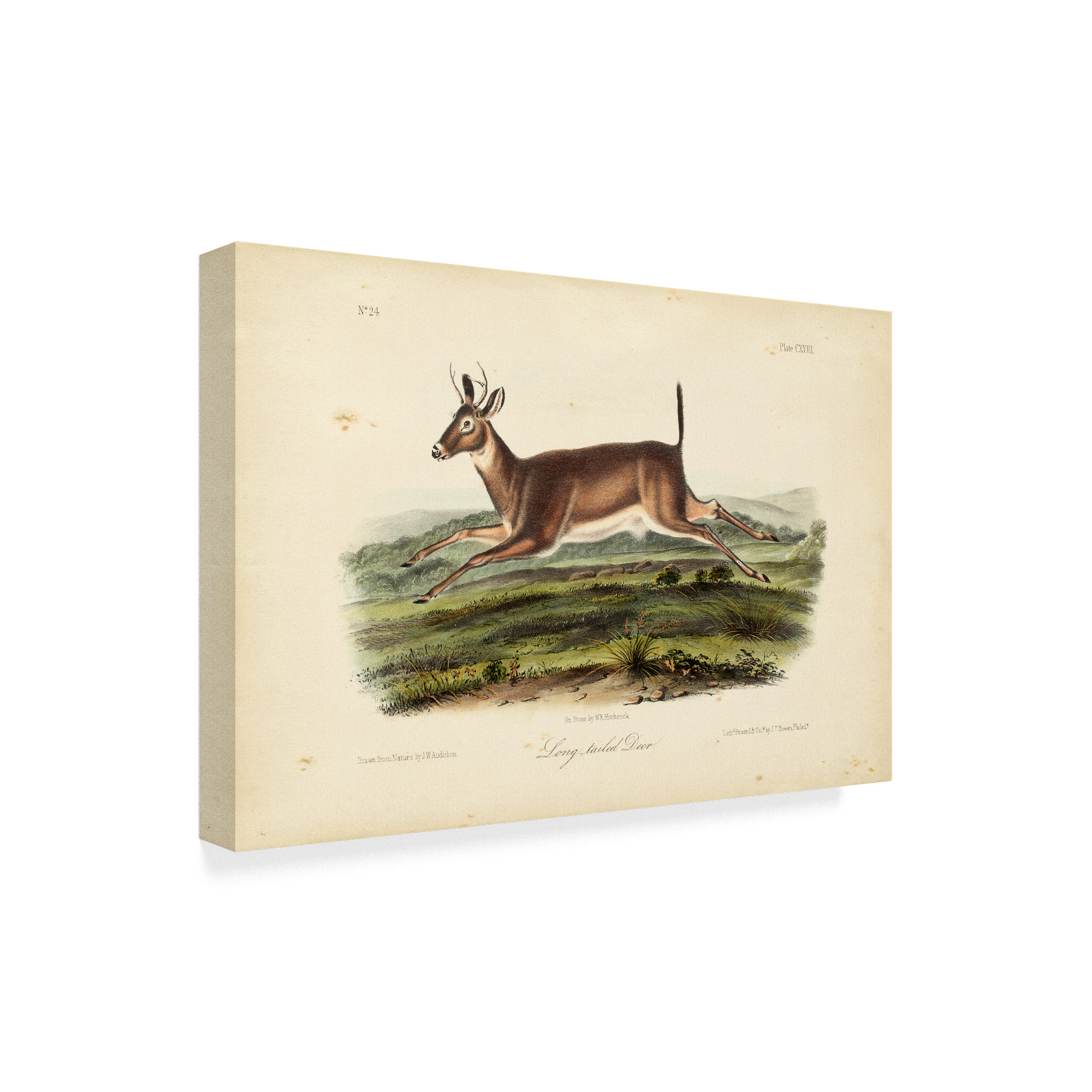 Trademark Fine Art 'Long tailed Deer' Canvas Art by John James Audubon