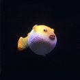 thumbnail image 1 of Xingzhi Landscaping Small Aquarium Puffer Fluorescent Simulation Puffer Fish Tank Decoration, 1 of 1