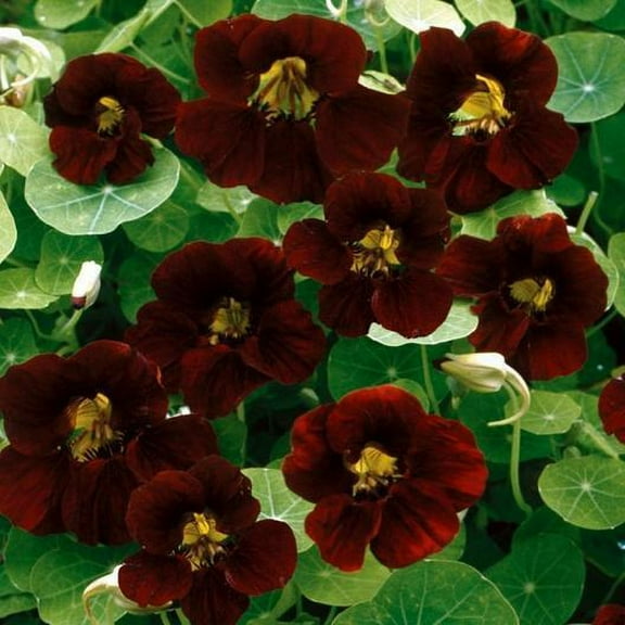 Nasturtium BLACK VELVET Dwarf 10 Seeds - Mother Nature's Seeds - Wildflower Seeds - Flower Seeds for Planting - Non-GMO